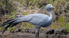 Рошський кран